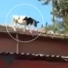 [황당영상] ‘너 어떻게 올라갔니?’ 지붕 위로 날아간(?) 젖소