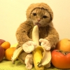 ‘병신년’ 맞이 원숭이 코스프레…바나나 먹는 고양이