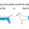 강아지에게 바지를 입힌다면 어떻게 입혀야 할까?