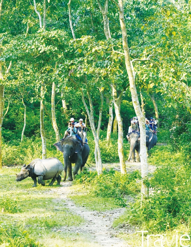 코끼리를 타고 정글을 탐험하다 보면 철갑을 두른 듯 투박한 코뿔소와도 만날 수 있다