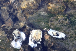 울산 태화강 하구 굴 서식지 처음 발견