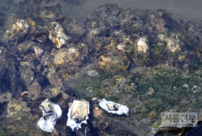 울산 태화강 하구 명촌천 합류지점에서 대규모 굴 서식지가 발견됐다. 7일 현대자동차 울산공장 사내하천 일대에서 잡힌 굴. 