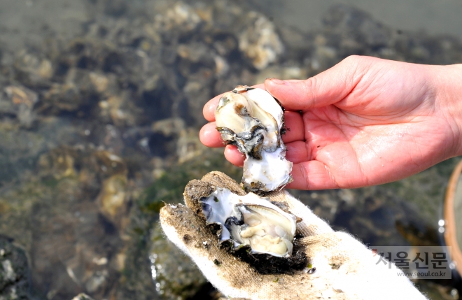 울산 태화강 하구 명촌천 합류지점에서 대규모 굴 서식지가 발견됐다. 7일 현대자동차 울산공장 사내하천 일대에서 잡힌 굴. 
