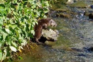 대구 도심 신천에 나타난 반가운 수달