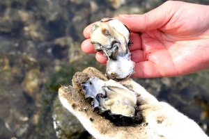 울산 태화강서 처음 발견된 싱싱 자연 굴