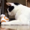 ‘고놈 참 신기하네!’ 스타워즈 로봇 BB-8을 만난 고양이