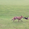 ‘나 잡아봐라~~’ 골프장에 나타난 야생여우
