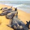 인도 해변서 들쇠고래 45마리 집단 폐사, 심해 지진 탓?