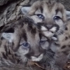 (영상) ‘어미는 어디가고...’ 국립휴양지서 발견된 귀여운 새끼 퓨마들