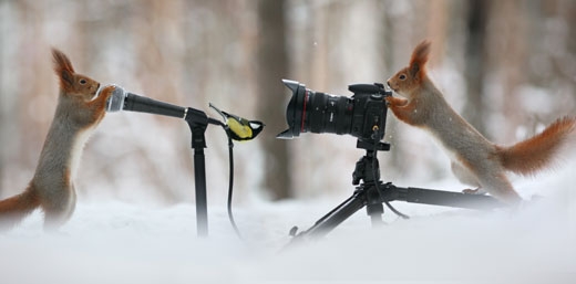 한 마리는 마치 노래를 하고 또 다른 한 마리는 그 모습을 찍고 있는 듯 각각 마이크와 카메라를 잡고 선 붉은 다람쥐 두 마리가 러시아의 보로네시에서 스플래쉬닷컴 카메라에 포착됐다. 사진=TOPIC / SPLASH NEWS(www.topicimages.com)　