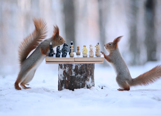 붉은 다람쥐 두 마리가 체스판 앞에서 대결을 펼치는 듯한 모습이 러시아의 보로네시에서 스플래쉬닷컴 카메라에 포착됐다. 사진=TOPIC / SPLASH NEWS(www.topicimages.com)　