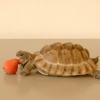 앨런 릭먼의 재능기부 유작 ‘딸기 먹는 거북이’ 영상