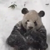美 폭설로 눈에 파묻힌 판다…반응은?