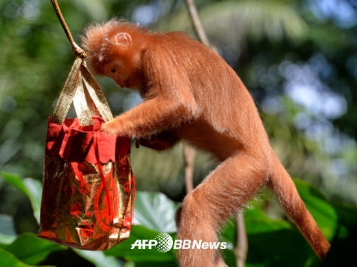 “내게 주는 선물인가?”… 2016년은 ‘붉은 원숭이의 해’