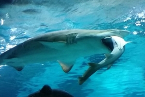 아쿠아리움 상어 잡아먹은 샌드타이거 상어 가격이?