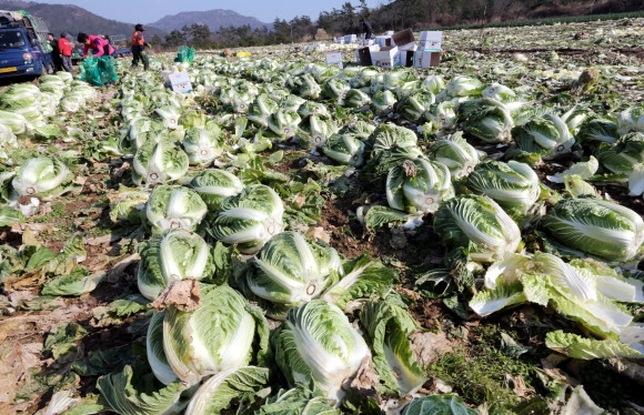 설 앞두고 월동 배추 수확 한창 