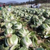 설 앞두고 월동 배추 수확 한창