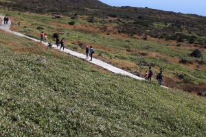 한라산 제주조릿대 확산 비상…국립공원 제외 경고
