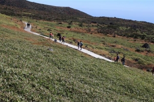 제주조릿대 90% 점령… 한라산 생태계 파괴 비상