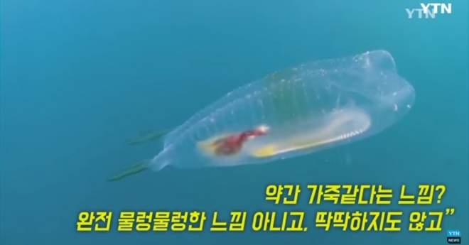 포항 앞바다에서 발견된 ‘투명 물고기’ YTN