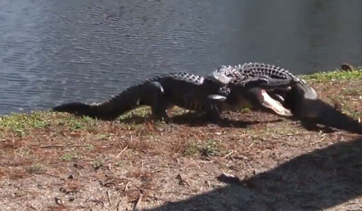 ‘여긴 내 땅이야~~!!’ 엘리게이터 끼리의 사투