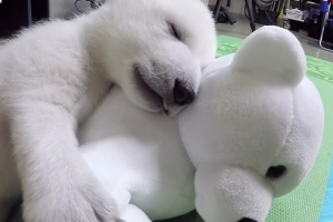 귀여운 새끼 북극곰 ‘노라’의 성장 과정