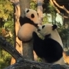 나무 내려오는 새끼판다 도와주는 어미판다