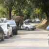 실연당한 야생 코끼리 차량 15대 부수며 화풀이