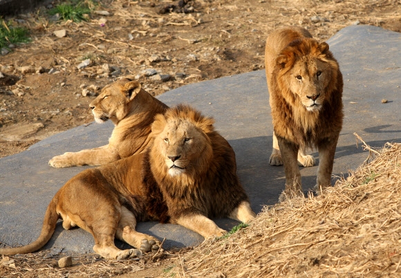 두바이 시립동물원 사파리로 보내질 서울대공원의 수컷 사자들.