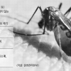 외국서 모기 물렸다면 한달간 헌혈 금지