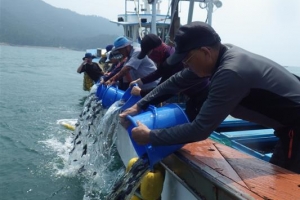충남 새끼 물고기 1억 마리 방류… 어민 경제 살린다