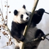 ‘귀요미’ 판다, 웃음을 부탁해