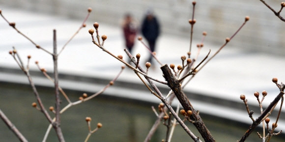 청계천 산수유 나무에 맺힌 꽃봉오리
