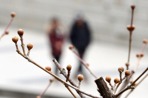 [서울포토]청계천 산수유 나무에 맺힌 꽃봉오리