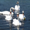 천연기념물 ‘동북아 백조’의 유전자를 지켜라!!! ‘유럽 백조’ 방사를 금지하는 이유