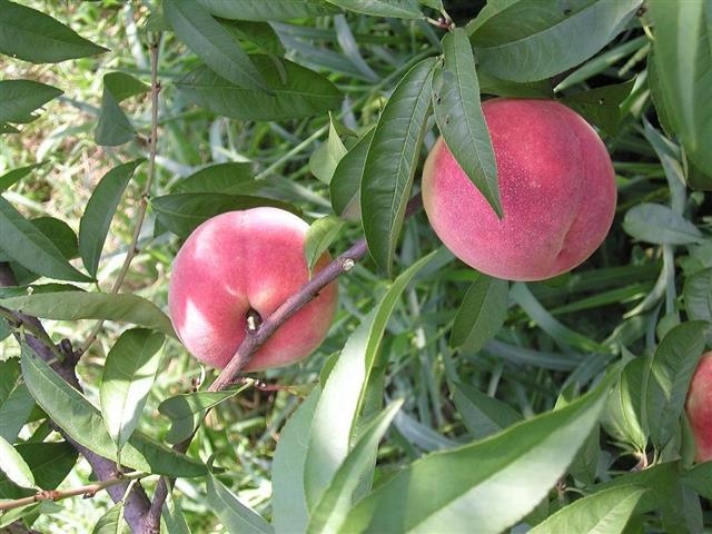 복숭아 고장이기도 한 이천에서 나오는 ‘장호원 황도’. 이천시 제공