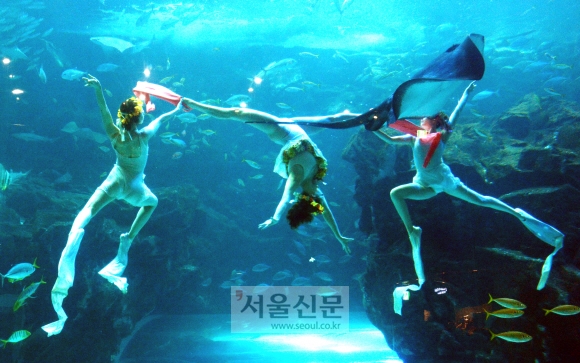 3일 오전 경기 고양시 아쿠아플라넷 일산에서 열린 신학기 및 봄맞이 신규 수중공연 런칭 포토행사에서 미녀 다이버들이 아름다운 공연을 선보이고 있다. 안주영기자 jya@seoul.co.kr