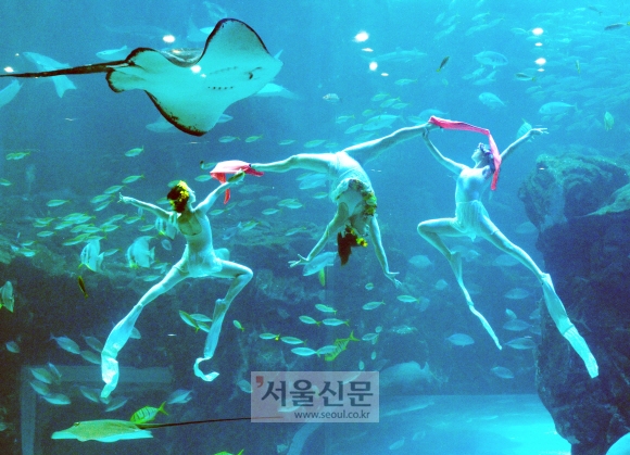 3일 오전 경기 고양시 아쿠아플라넷 일산에서 열린 신학기 및 봄맞이 신규 수중공연 런칭 포토행사에서 미녀 다이버들이 아름다운 공연을 선보이고 있다.  안주영기자 jya@seoul.co.kr
