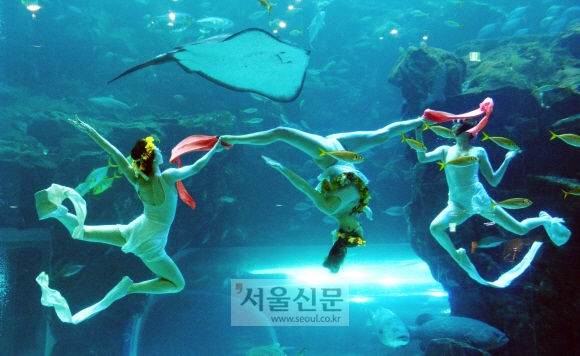 3일 오전 경기 고양시 아쿠아플라넷 일산에서 열린 신학기 및 봄맞이 신규 수중공연 런칭 포토행사에서 미녀 다이버들이 아름다운 공연을 선보이고 있다.  안주영기자 jya@seoul.co.kr