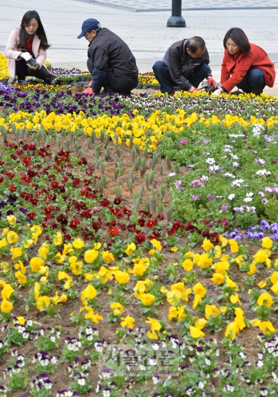 3일 서울 성동구 왕십리역 광장 화단에 성동구청 직원들이 팬지, 비올라, 수선화 등 다양한 색의 봄꽃을 심고 있다.  손형준 기자 boltagoo@seoul.co.kr