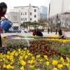 [서울포토] 봄꽃으로 광장 화단 조성