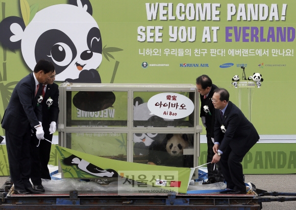 3일 대한항공 화물기편으로 중국 청두를 출발한 판다 암,수 두마리가 인천국제공항 화물터미널에 도착해 첫 모습을 드러내고 있다.  김명국 전문기자 daunso@seoul.co.kr