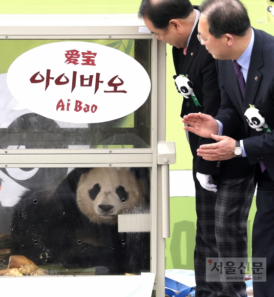 3일 대한항공 화물기편으로 중국 청두를 출발한 판다 암,수 두마리가 인천국제공항 화물터미널에 도착해 첫 모습을 드러내고 있다.  김명국 전문기자 daunso@seoul.co.kr