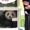 [서울포토] 한국에 도착한 판다 ‘환영합니다’