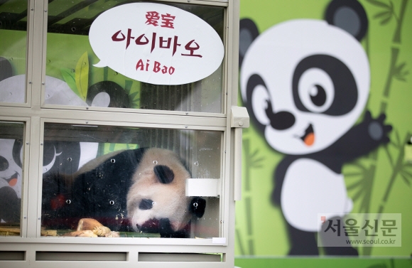 3일 중국 청두 공항을 출발해 인천공항으로 입국한 판다 러바오(수컷)와 아이바오(암컷)이 공개되고 있다. 김명국 전문기자 daunso@seoul.co.kr