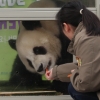 [서울포토] 한국에 도착한 판다 ‘러바오’