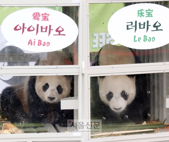 3일 중국 청두 공항을 출발해 인천공항으로 입국한 판다 러바오(수컷)와 아이바오(암컷)이 공개되고 있다.   김명국 전문기자 daunso@seoul.co.kr