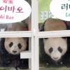 [서울포토] 한국에 도착한 판다 한 쌍