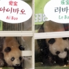 [서울포토] 판다 아이바오·러바오 입국