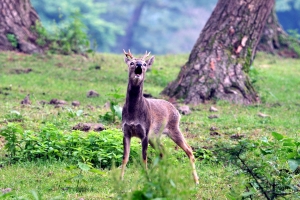 제주 노루 개체 수 논란…포획 위해 부풀려졌나
